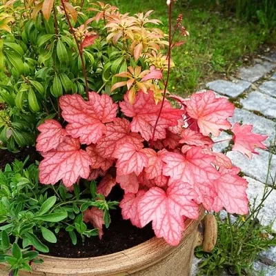 Гейхера Georgia Peach фото
