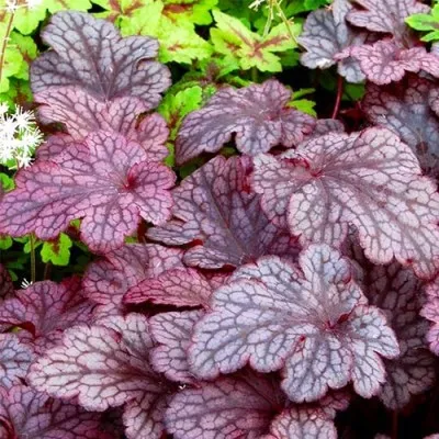 Гейхера Plum Pudding фото