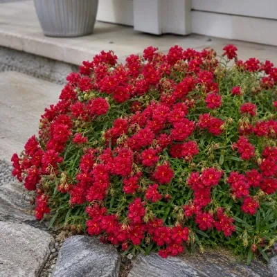 Гелиантемум Cerise Queen фото