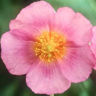 Гелиантемум Lawrenson's Pink фото
