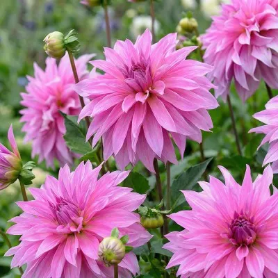 Георгина Babylon Rose фото