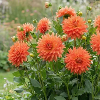 Георгина Fired Up фото