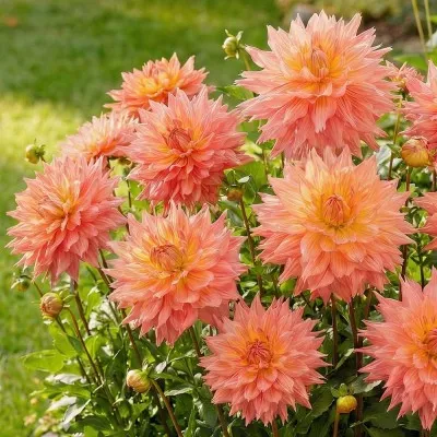 Георгина Karma Corona фото