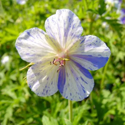 Герань Delft Blue Butterfly фото