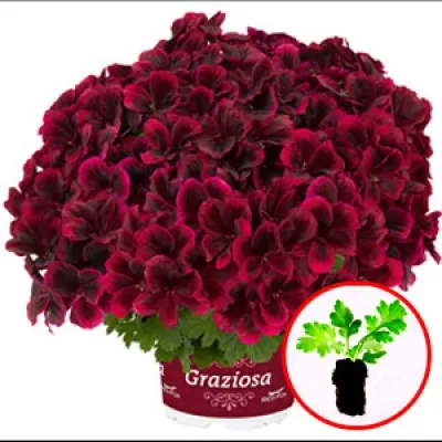 Пеларгония Graziosa Merlot Red фото