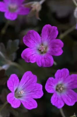 Герань Orkney Cherry фото