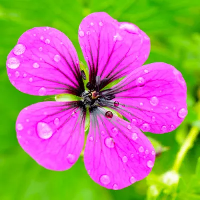 Герань Anne Thomson фото