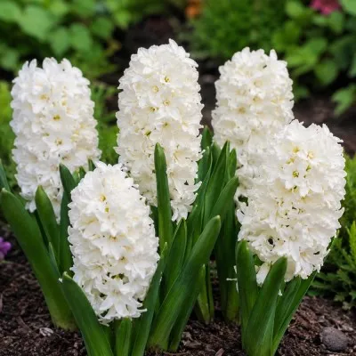 Гиацинт Carnegie фото