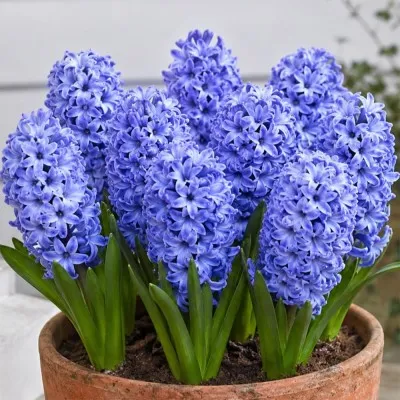 Гиацинт Delft Blue фото