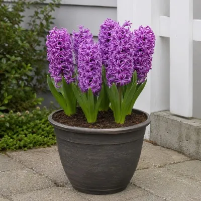 Гиацинт Purple Sensation фото