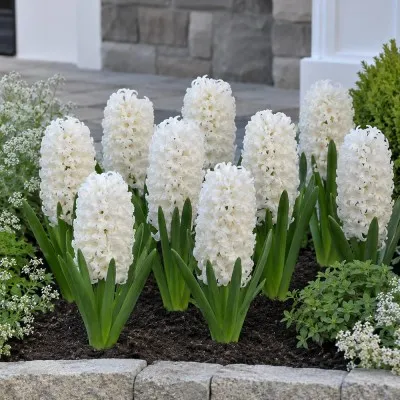 Гиацинт White Pearl фото