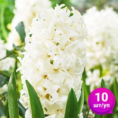Гиацинт White Pearl 10 шт/уп фото