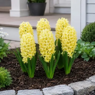 Гиацинт Yellow Queen фото