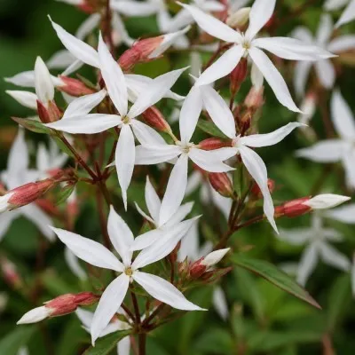 Гилления Trifoliata (Трёхлистная) фото
