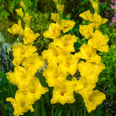 Гладиолус Limoncello фото