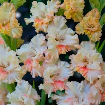 Гладиолус Crispy Ruffle фото