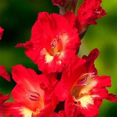 Гладиолус Debussy фото