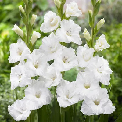 Гладиолус Flevo Snow фото