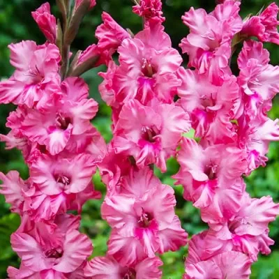 Гладиолус Kingston Ruffle фото