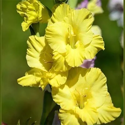 Гладиолус Morning Gold фото