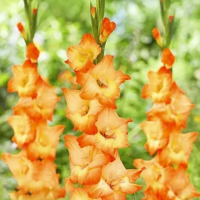Гладиолус Orange Sun фото