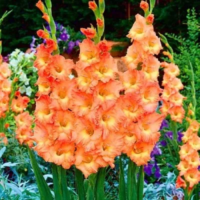 Гладиолус Orange Sun фото