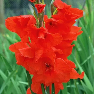 Гладиолус Oscar фото
