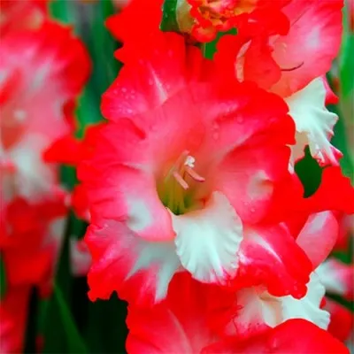 Гладиолус Pink Lady фото