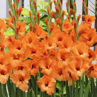 Гладиолус Prince of Orange фото