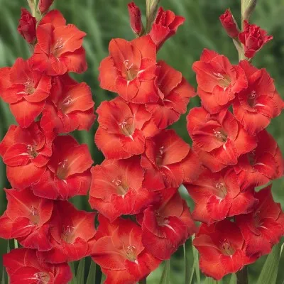 Гладиолус Puccini фото