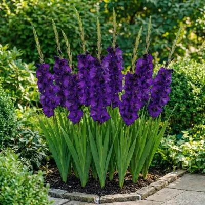 Гладиолус Purple Flora фото