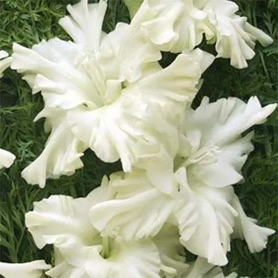 Гладиолус Snowy Ruffle фото