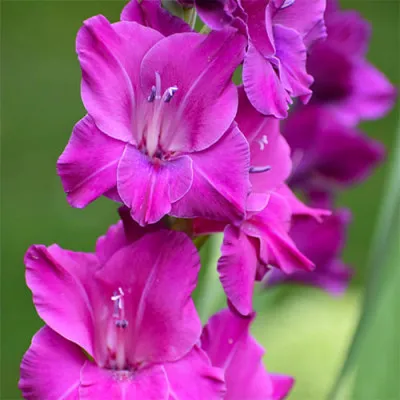 Гладиолус Sugar Plum фото