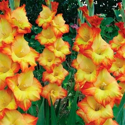 Гладиолус Sunshine фото