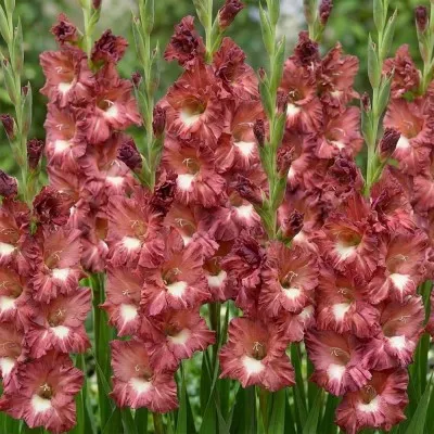 Гладиолус Tiramisu фото