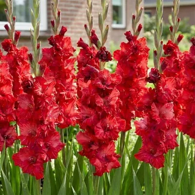 Гладиолус Velvet Raspberry фото