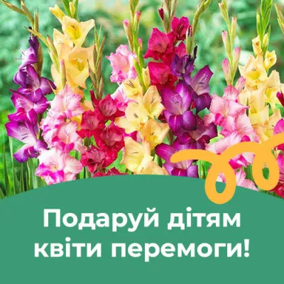 Благотворительный взнос "Цветы для школ Украины" (Вы покупаете 10 гладиолусов, мы передаем 50 грн на благотворительный фонд) фото