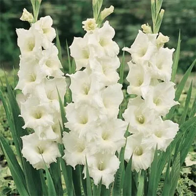 Гладиолус White Prosperity 50 фото