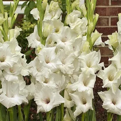 Гладиолус White Prosperity 50 фото
