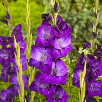 Гладиолус Violetta фото