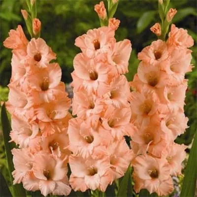 Гладиолус Donatella фото