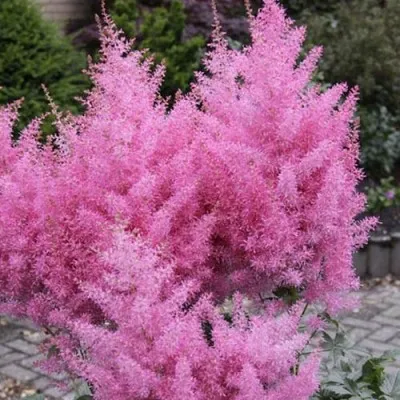 Астильба Gloria Purpurea фото