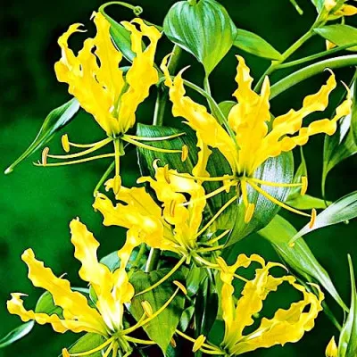Глориоза Lutea фото