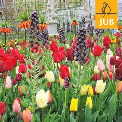 Микс ландшафтный Glowing Beauty (Брендовые луковицы Jub Holland) фото