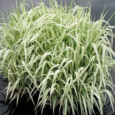 Манник большой Variegata фото
