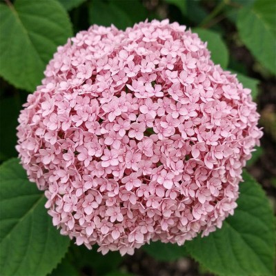Гортензия древовидная Candybelle Bubblegum фото