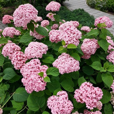 Гортензия древовидная Candybelle Bubblegum фото