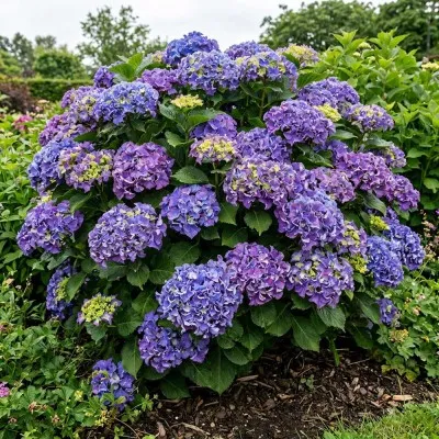 Гортензия Curly Sparkle Blue Purple фото