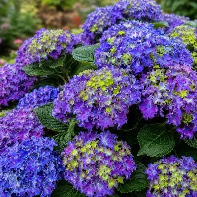 Гортензия Curly Sparkle Blue Purple фото
