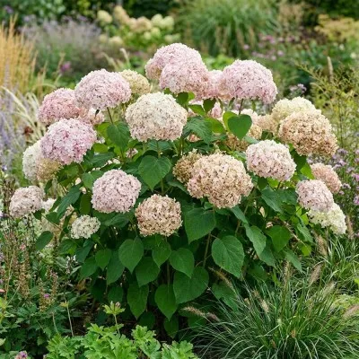Гортензия древовидная Stand Up Pink фото